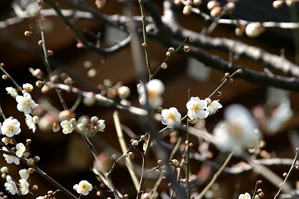 岐阜県大垣市　手塗職人 塗りかえ工房